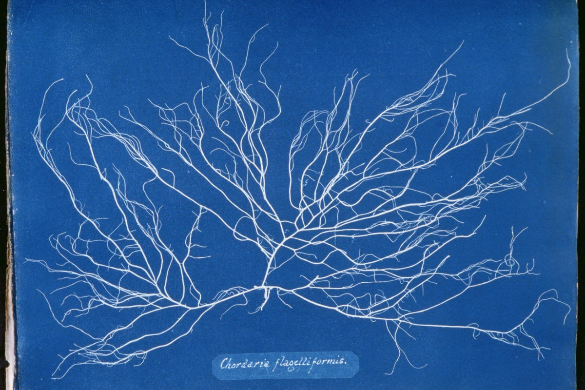 Photogram of Chordaria Flagelliformis from Photographs of British Algae: Cyanotype Impressions by Anna Atkins Photogram of Chordaria Flagelliformis from Photographs of British Algae: Cyanotype Impressions by Anna Atkins