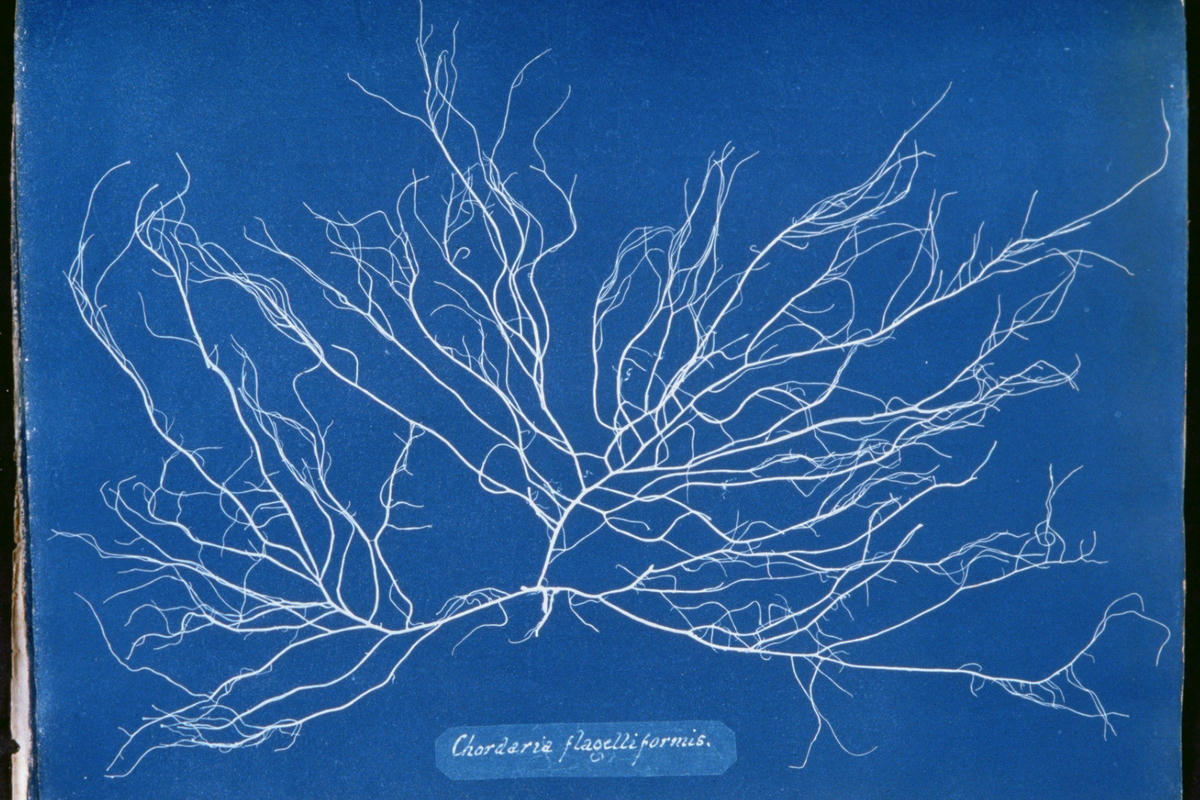 Photogram of Chordaria Flagelliformis from Photographs of British Algae: Cyanotype Impressions by Anna Atkins
