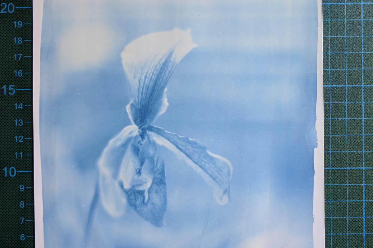 Cyanotype print of 35mm photo of an orchid