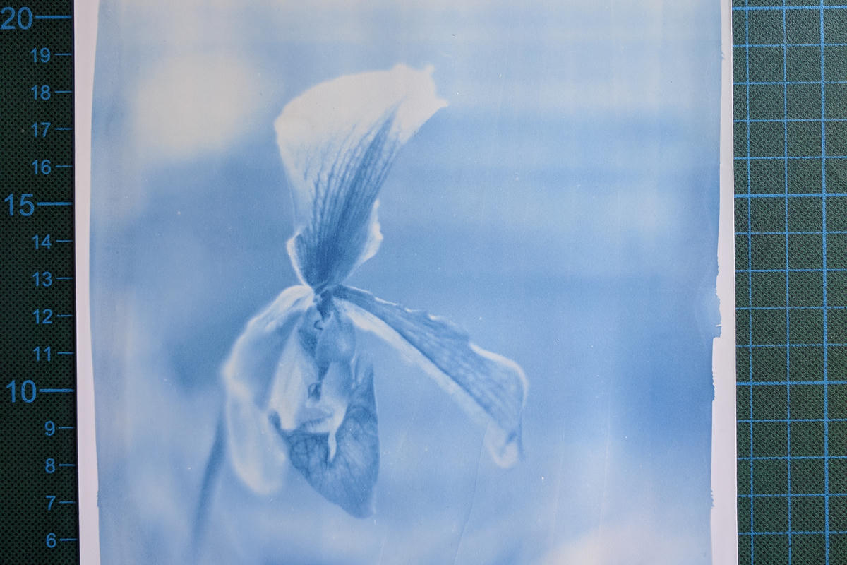 Cyanotype print made from 35mm film Cyanotype print made from 35mm film