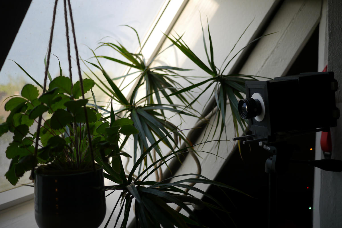 Trying to take a photo of some plants in the shade. This was a mistake… Trying to take a photo of some plants in the shade. This was a mistake…